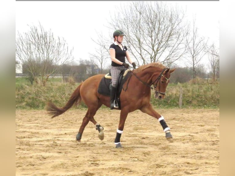 Hannoveraan Hengst 1 Jaar 172 cm kan schimmel zijn in Uplengen