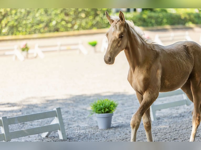 Hannoveraan Hengst 1 Jaar 172 cm Palomino in Ahaus