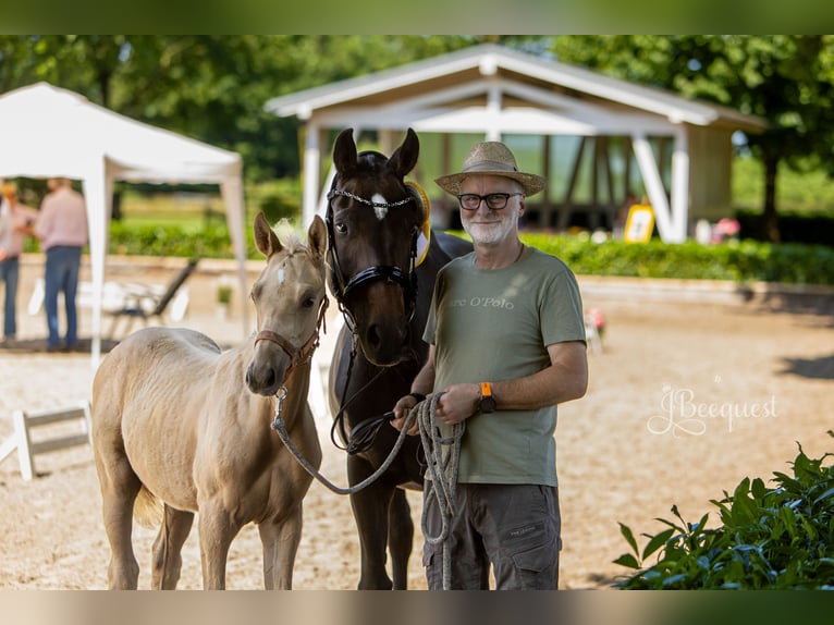 Hannoveraan Hengst 1 Jaar 172 cm Palomino in Ahaus