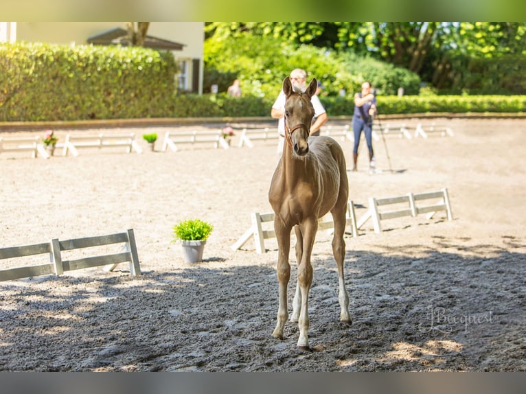 Hannoveraan Hengst 1 Jaar 172 cm Palomino in Ahaus