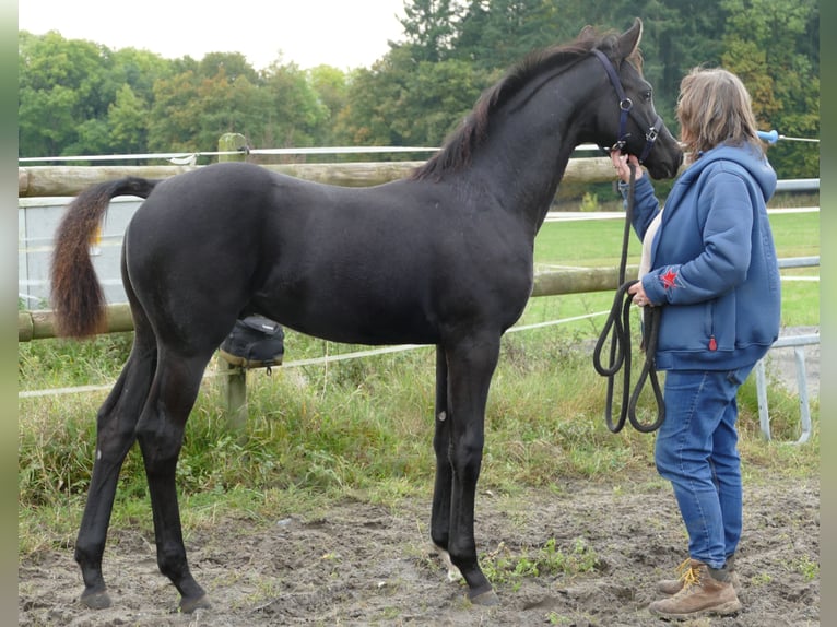 Hannoveraan Hengst 1 Jaar 172 cm Zwart in Greifenstein