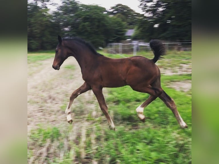 Hannoveraan Hengst 1 Jaar 173 cm Bruin in Vejeb