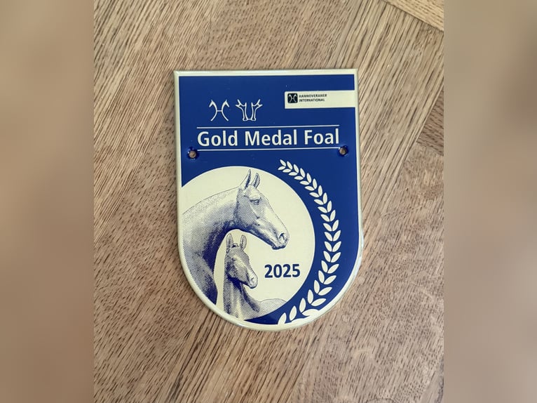 Hannoveraan Hengst 1 Jaar 173 cm Bruin in Vejeb