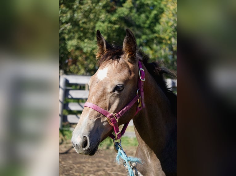 Hannoveraan Hengst 1 Jaar 173 cm Schimmel in Red Deer County, Alberta