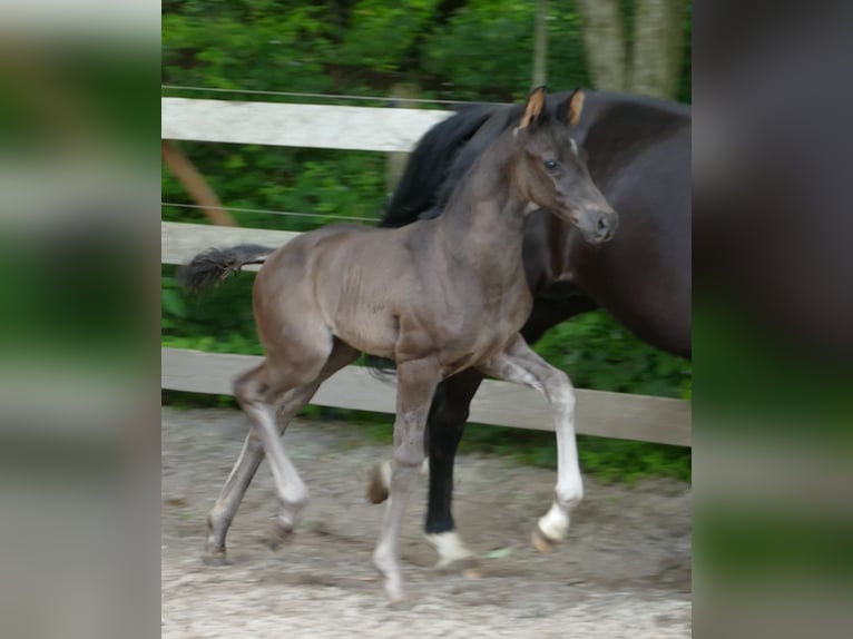 Hannoveraan Hengst 1 Jaar 173 cm Zwart in Greifenstein