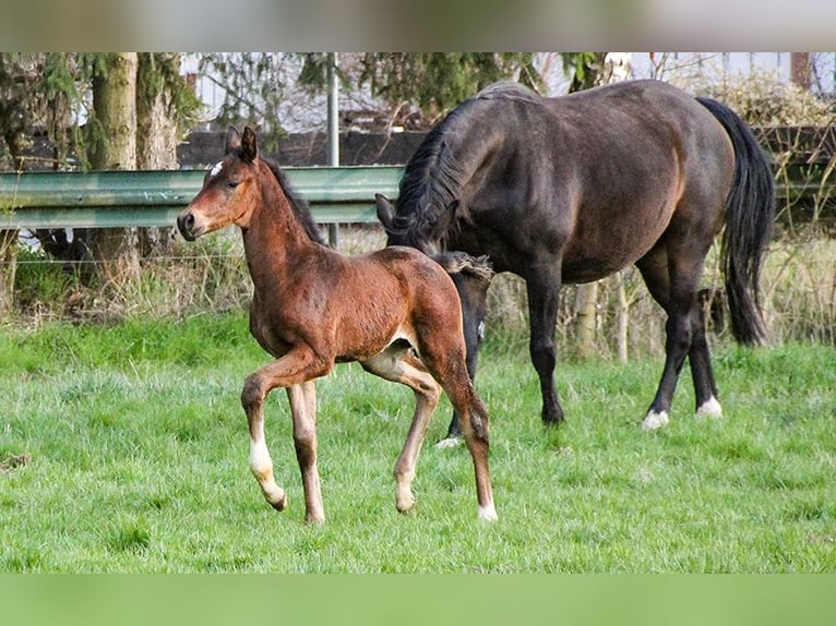 Hannoveraan Hengst 1 Jaar 174 cm Bruin in Neu-Eichenberg