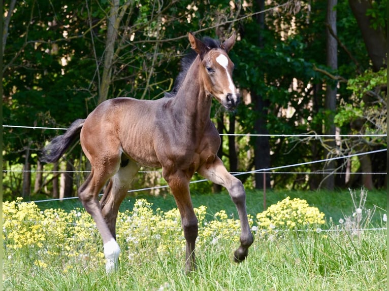 Hannoveraan Hengst 1 Jaar 174 cm Donkerbruin in Lutherstadt Wittenberg