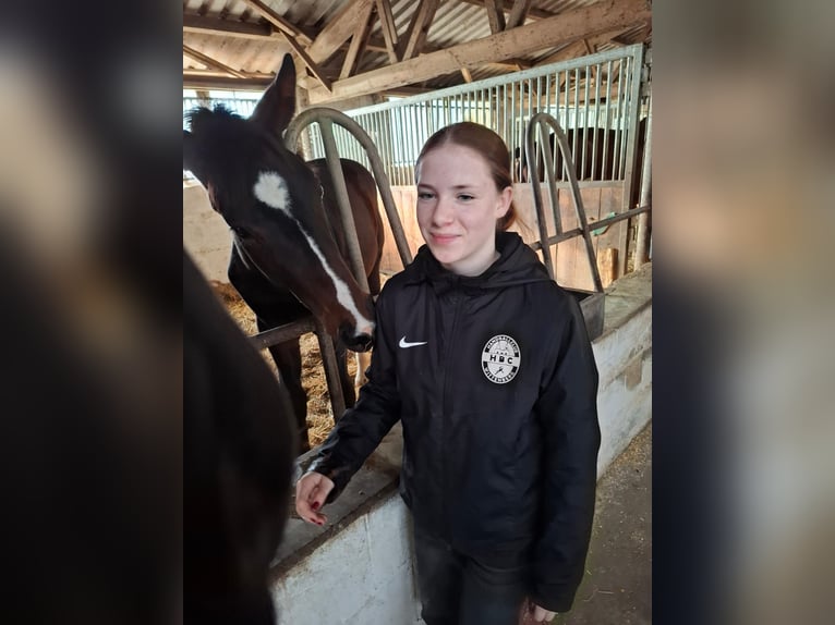 Hannoveraan Hengst 1 Jaar 174 cm Donkerbruin in Lutherstadt Wittenberg