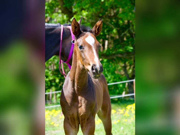 Hannoveraan Hengst 1 Jaar 174 cm Donkerbruin in Lutherstadt Wittenberg