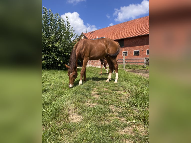 Hannoveraan Hengst 1 Jaar 174 cm Vos in Asendorf