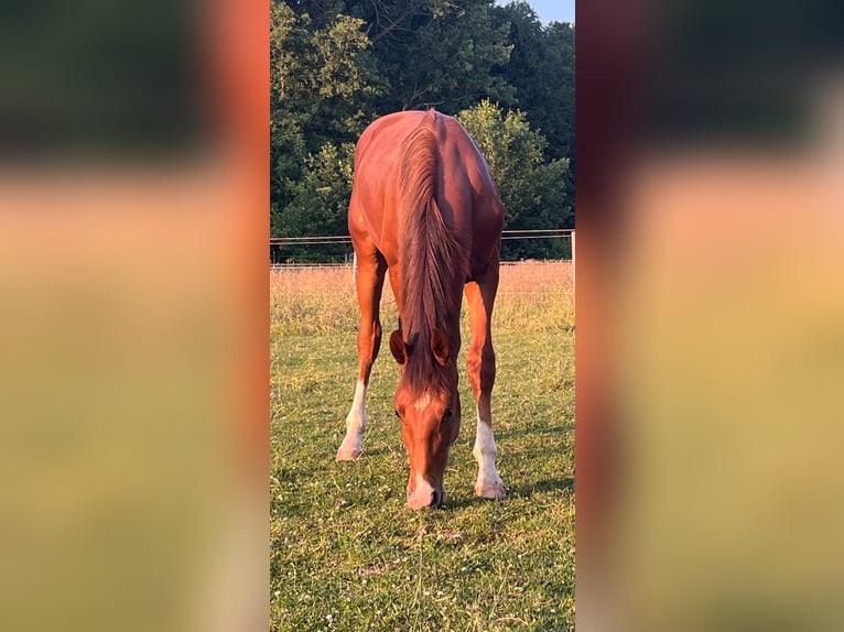 Hannoveraan Hengst 1 Jaar 174 cm Vos in Asendorf