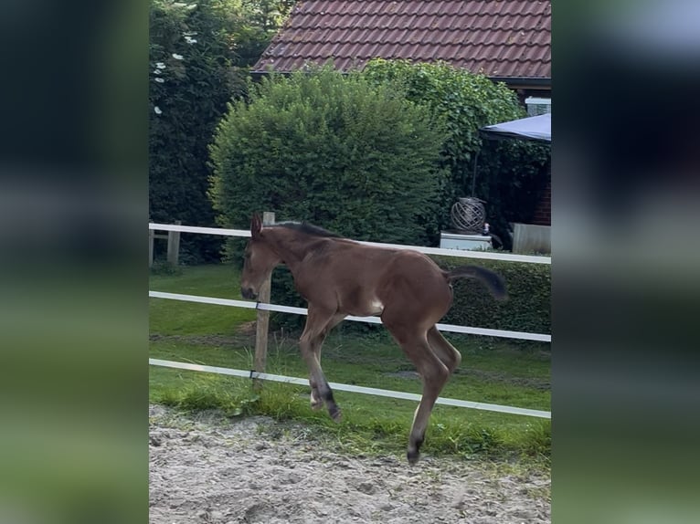 Hannoveraan Hengst 1 Jaar 175 cm Bruin in Norden