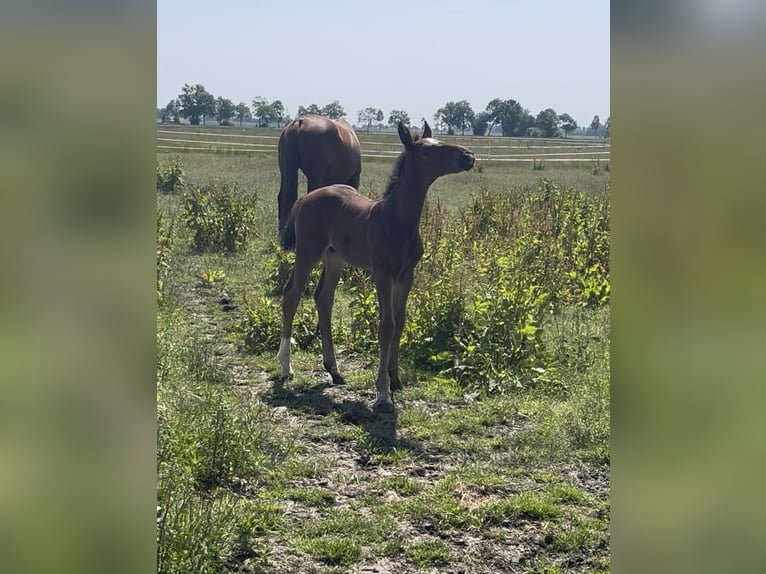 Hannoveraan Hengst 1 Jaar 175 cm Bruin in Norden