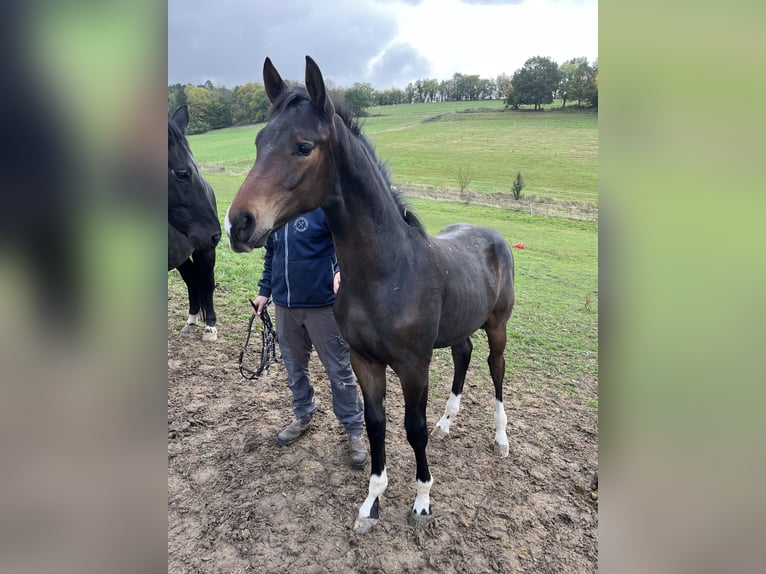Hannoveraan Hengst 1 Jaar 180 cm Bruin in Bevern