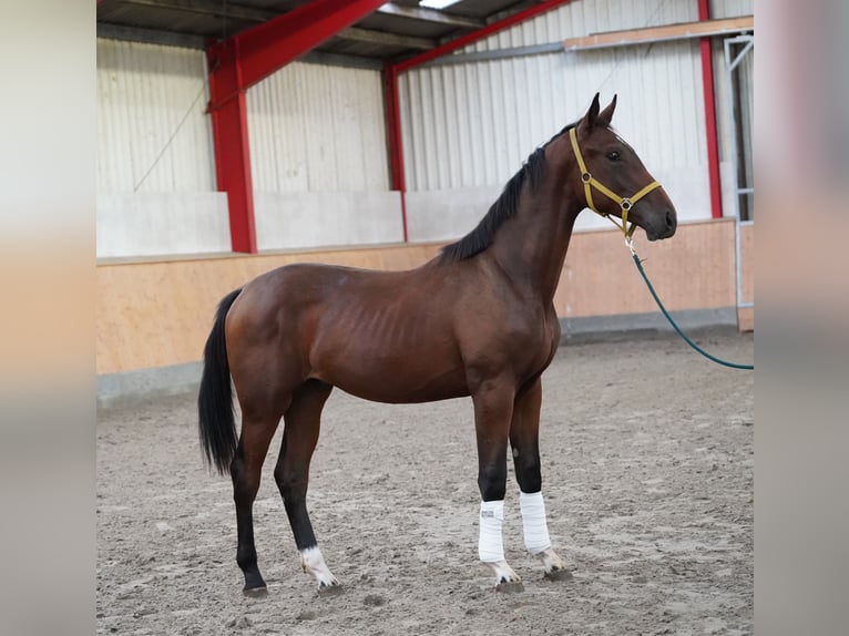 Hannoveraan Hengst 1 Jaar 75 cm Bruin in Hoh