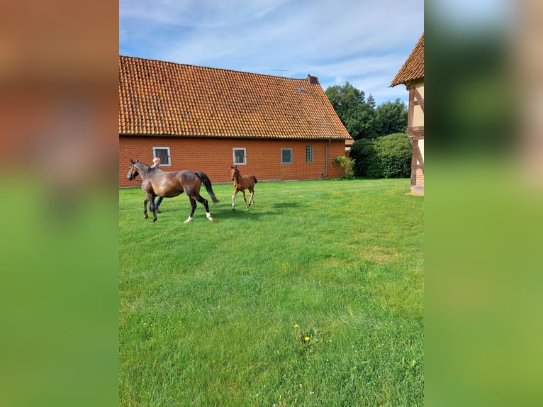 Hannoveraan Hengst 1 Jaar Bruin in Borstel