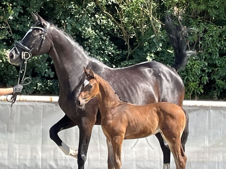 Hannoveraan Hengst 1 Jaar Bruin in Cloppenburg