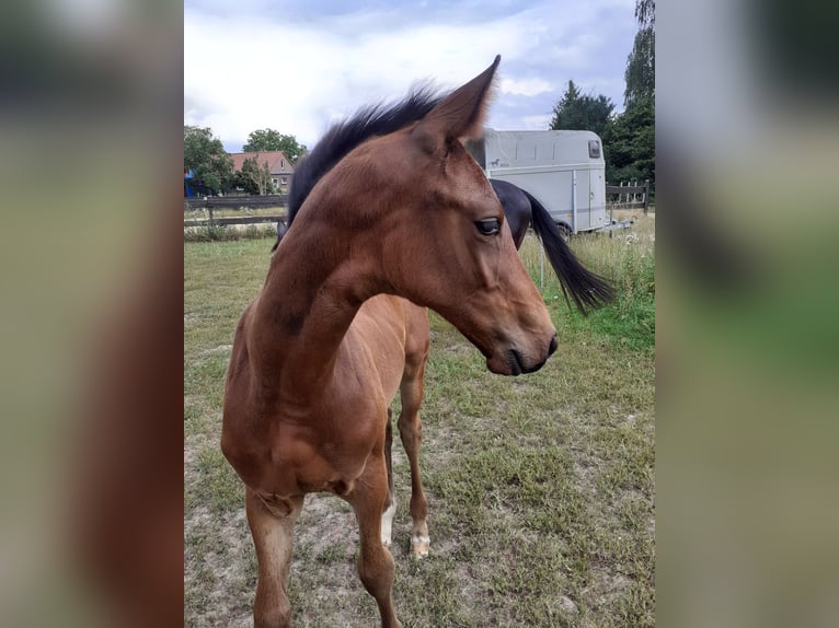 Hannoveraan Hengst 1 Jaar Bruin in Edemissen