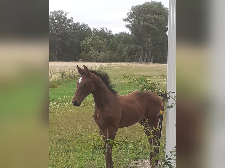 Hannoveraan Hengst 1 Jaar Bruin in Edemissen