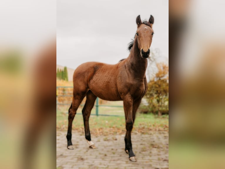 Hannoveraan Hengst 1 Jaar Bruin in Rinteln