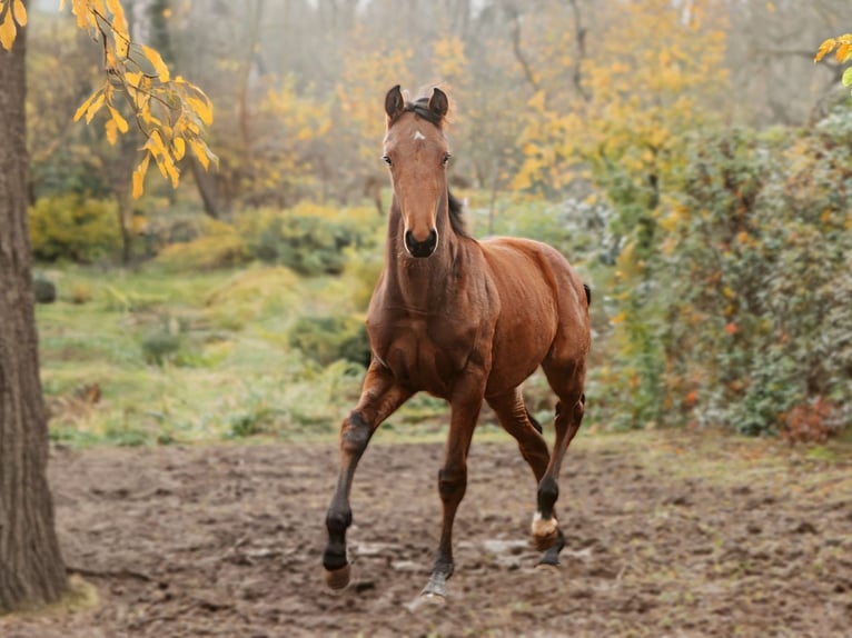 Hannoveraan Hengst 1 Jaar Bruin in Rinteln