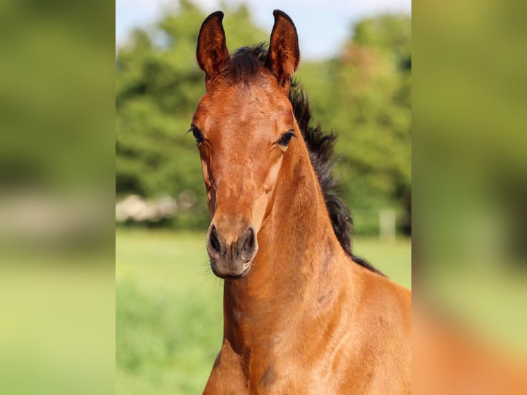 Hannoveraan Hengst 1 Jaar Bruin in Calau