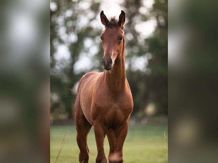 Hannoveraan Hengst 1 Jaar Bruin in Priestewitz