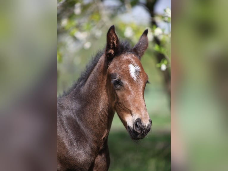 Hannoveraan Hengst 1 Jaar Bruin in Kastorf