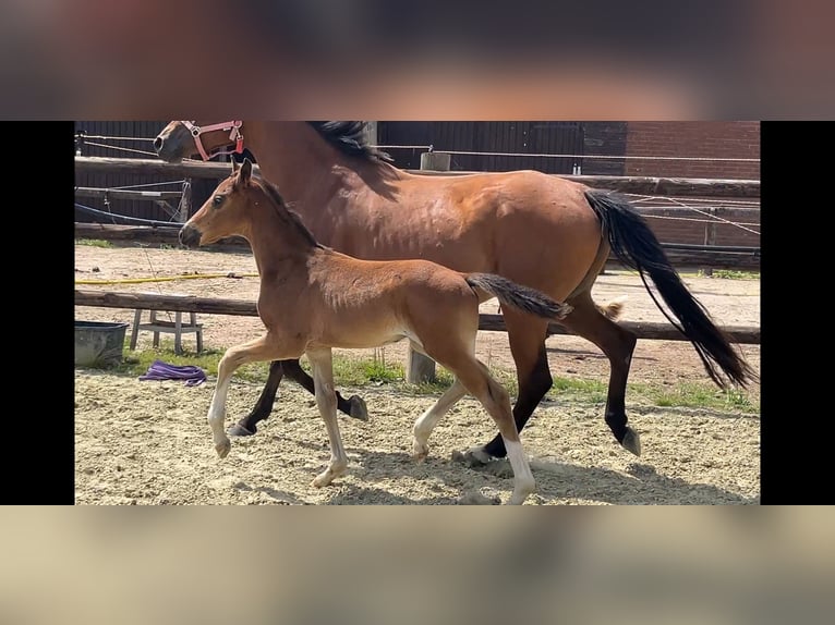 Hannoveraan Hengst 1 Jaar Bruin in Kevelaer