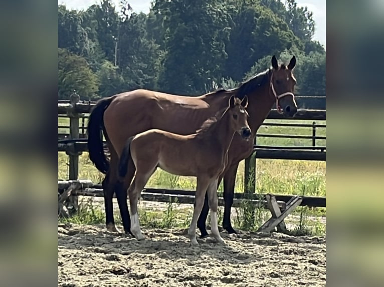 Hannoveraan Hengst 1 Jaar Bruin in Kevelaer