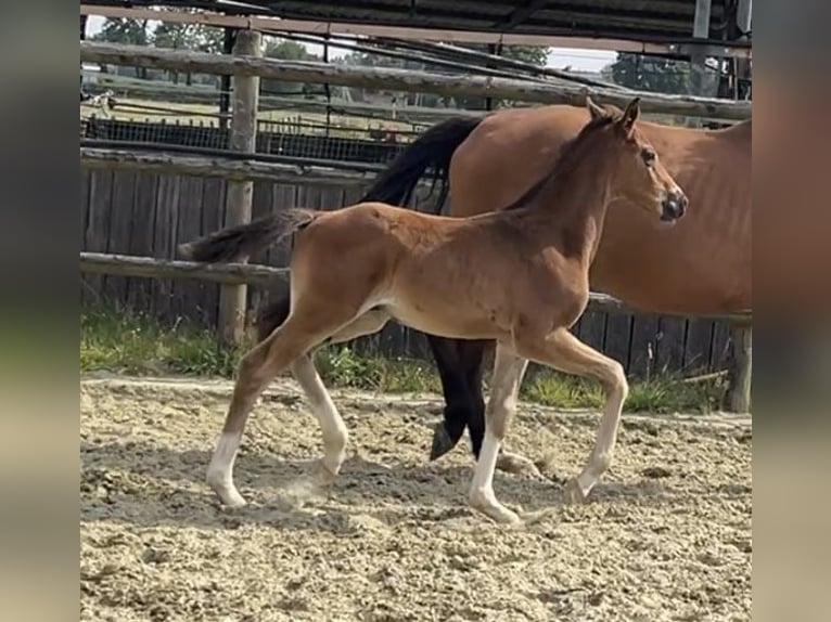 Hannoveraan Hengst 1 Jaar Bruin in Kevelaer