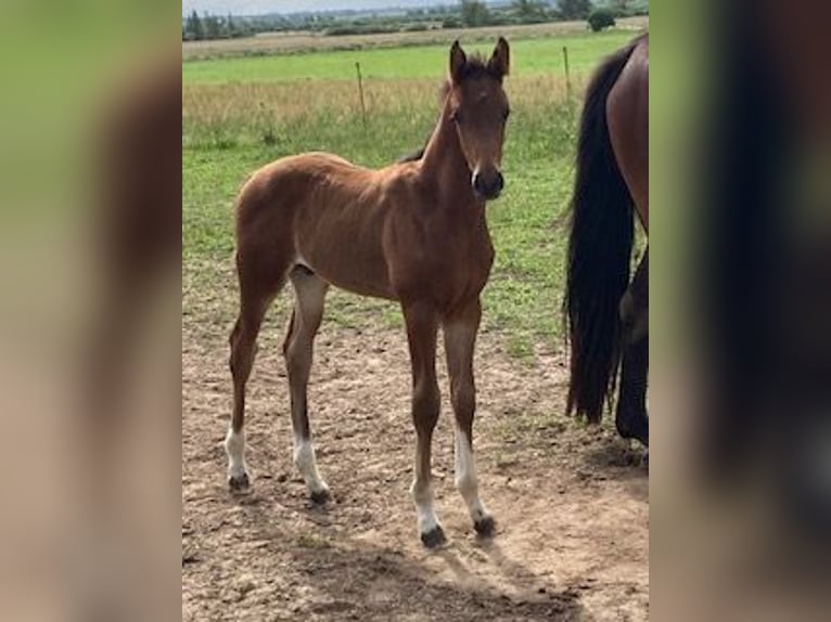 Hannoveraan Hengst 1 Jaar Bruin in Neukalen