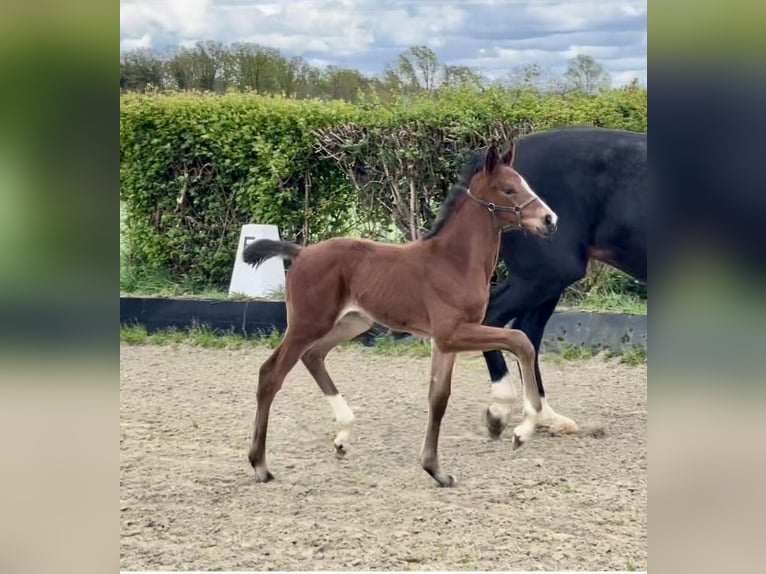 Hannoveraan Hengst 1 Jaar Bruin in Rees