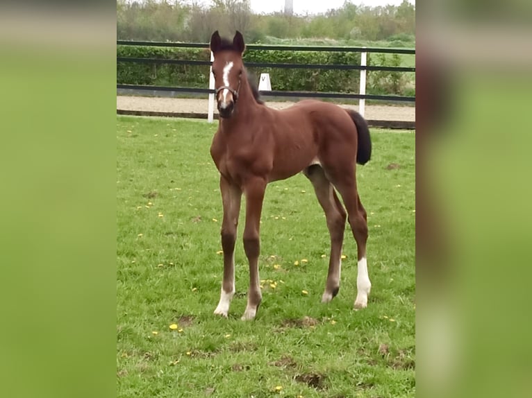 Hannoveraan Hengst 1 Jaar Bruin in Rees