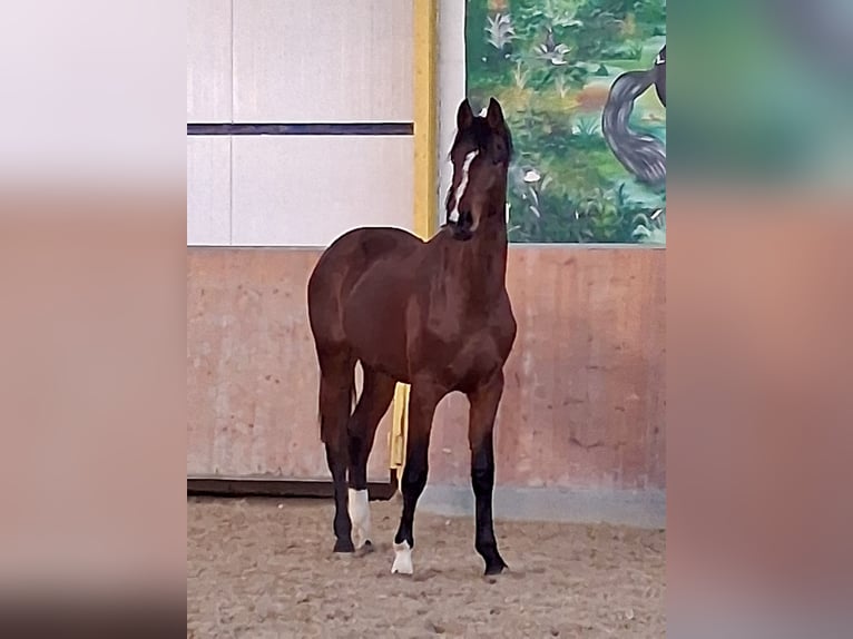 Hannoveraan Hengst 1 Jaar Bruin in Rees