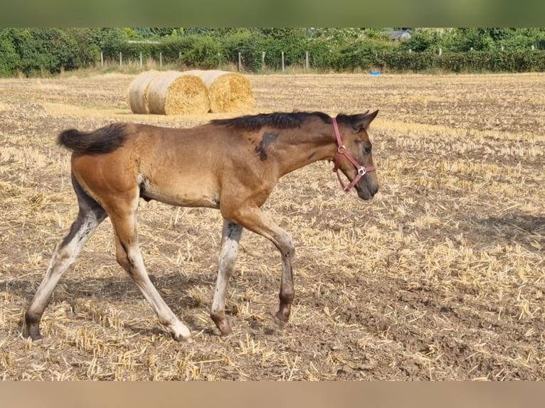 Hannoveraan Hengst 1 Jaar Bruin in Magdeburg