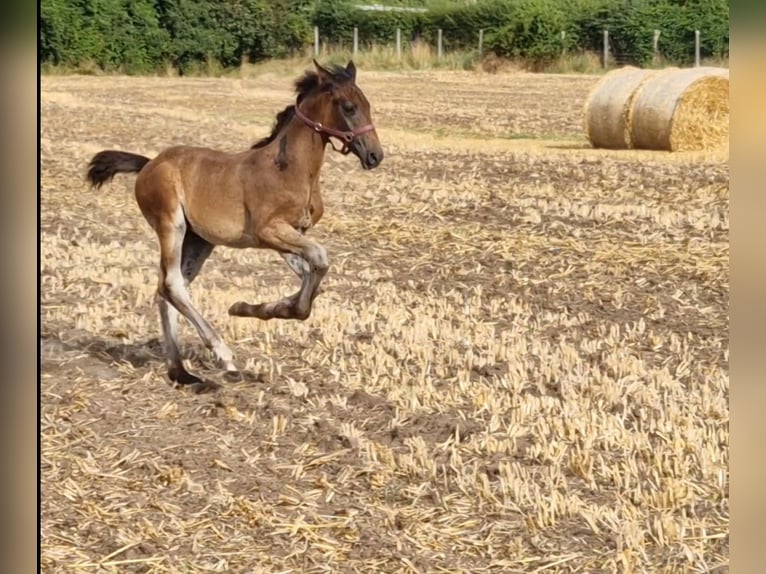 Hannoveraan Hengst 1 Jaar Bruin in Magdeburg