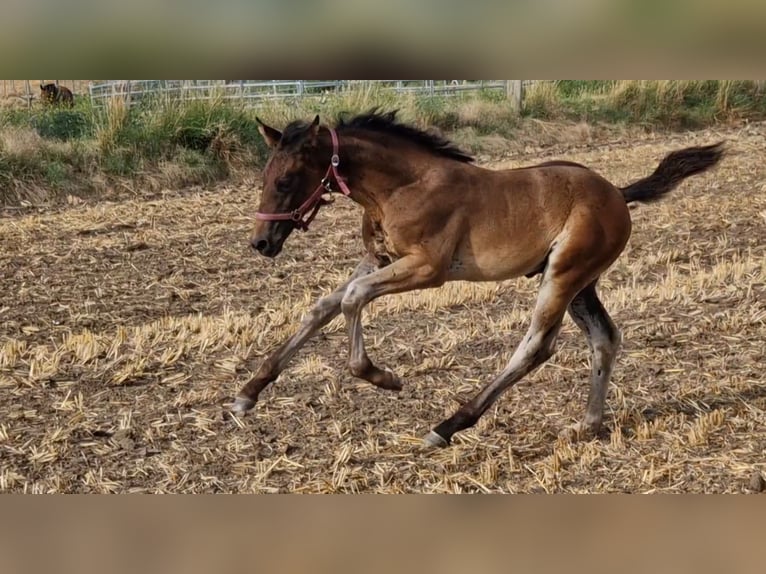 Hannoveraan Hengst 1 Jaar Bruin in Magdeburg