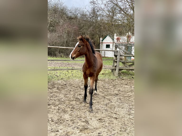 Hannoveraan Hengst 1 Jaar Bruin in Hadres