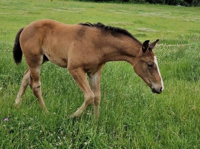 Hannoveraan Hengst 1 Jaar Bruin in Hessisch Lichtenau