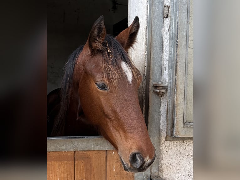 Hannoveraan Hengst 1 Jaar Bruin in Babenhausen