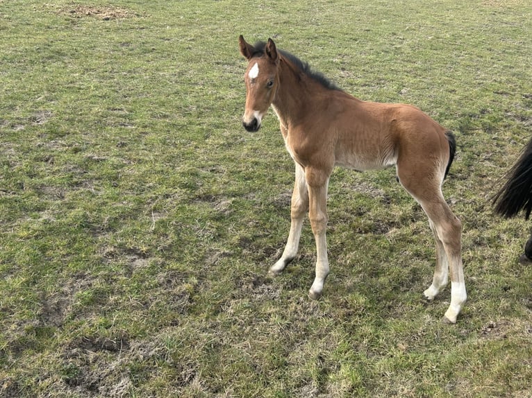 Hannoveraan Hengst 1 Jaar Bruin in Balje