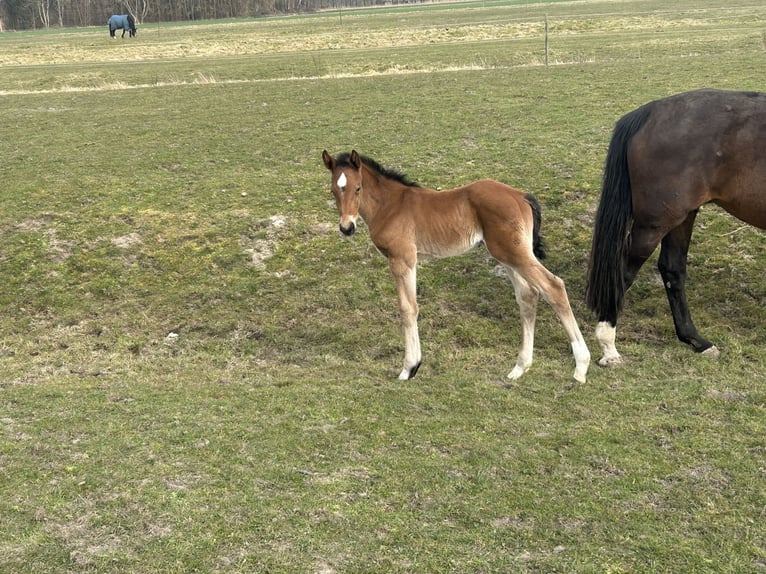 Hannoveraan Hengst 1 Jaar Bruin in Balje