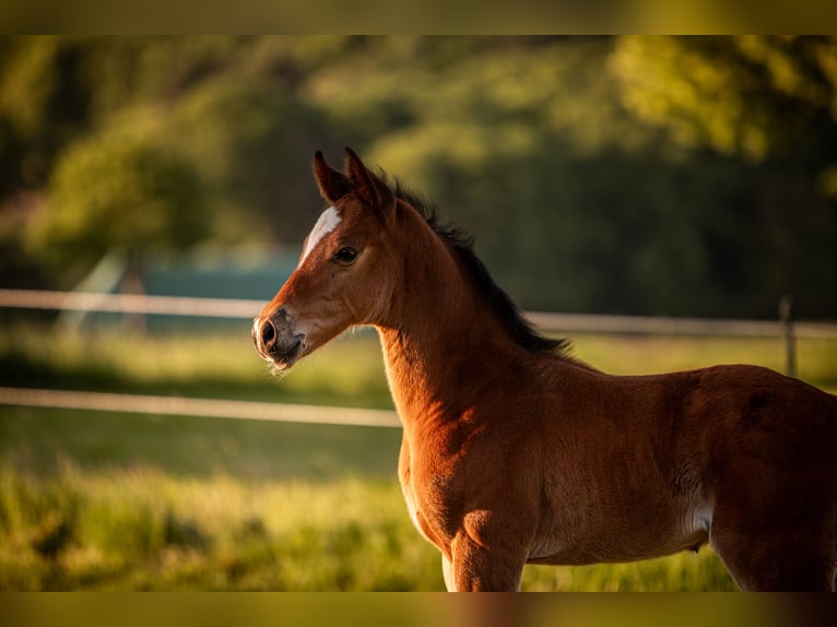 Hannoveraan Hengst 1 Jaar Bruin in Bodenfelde-Wahmbeck