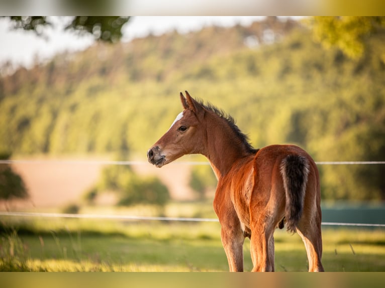Hannoveraan Hengst 1 Jaar Bruin in Bodenfelde-Wahmbeck