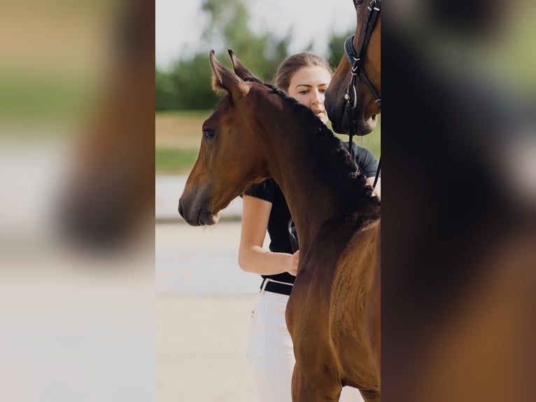 Hannoveraan Hengst 1 Jaar Bruin in Bispingen