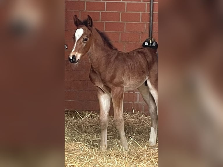 Hannoveraan Hengst 1 Jaar Bruin in Langenhagen