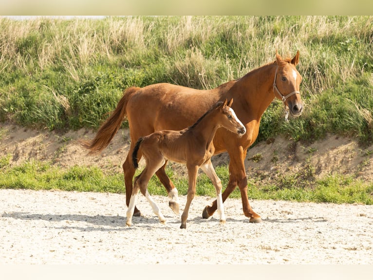Hannoveraan Hengst 1 Jaar Bruin in Meisdorf