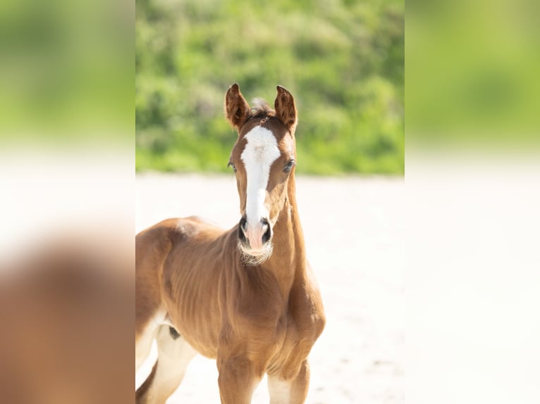 Hannoveraan Hengst 1 Jaar Bruin in Meisdorf