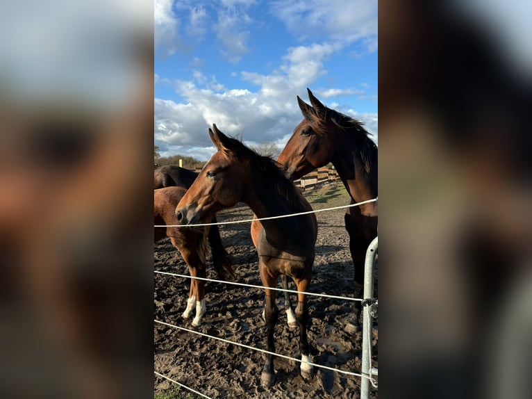 Hannoveraan Mix Hengst 1 Jaar Donkerbruin in Anklam